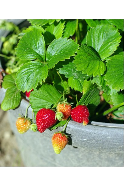 Fragaria Ananassa